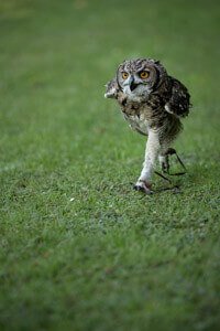  Birds of Prey Workshops Cambridgeshire