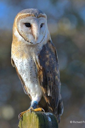 African Barn Owl