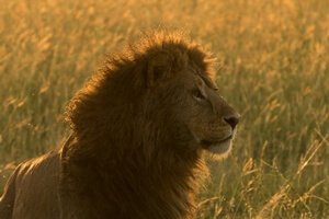 African Lion in Kenya's Masai Mara