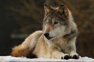 Anglian Wolf Society