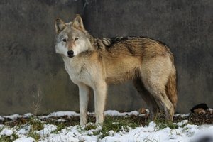 Anglian Wolf Society