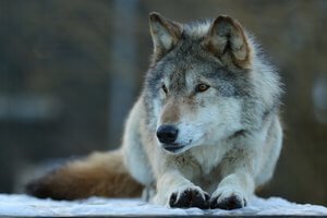 Anglian Wolf Society