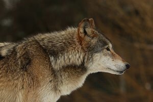 Anglian Wolf Society