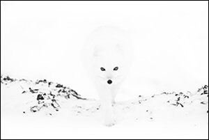 Arctic fox 300 pix