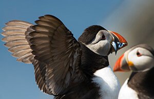 Atlantic puffin