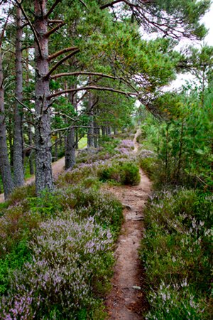 aviemore heather
