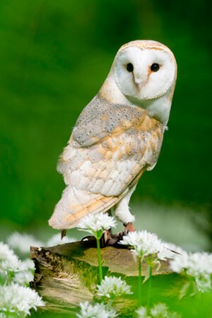 barn owl