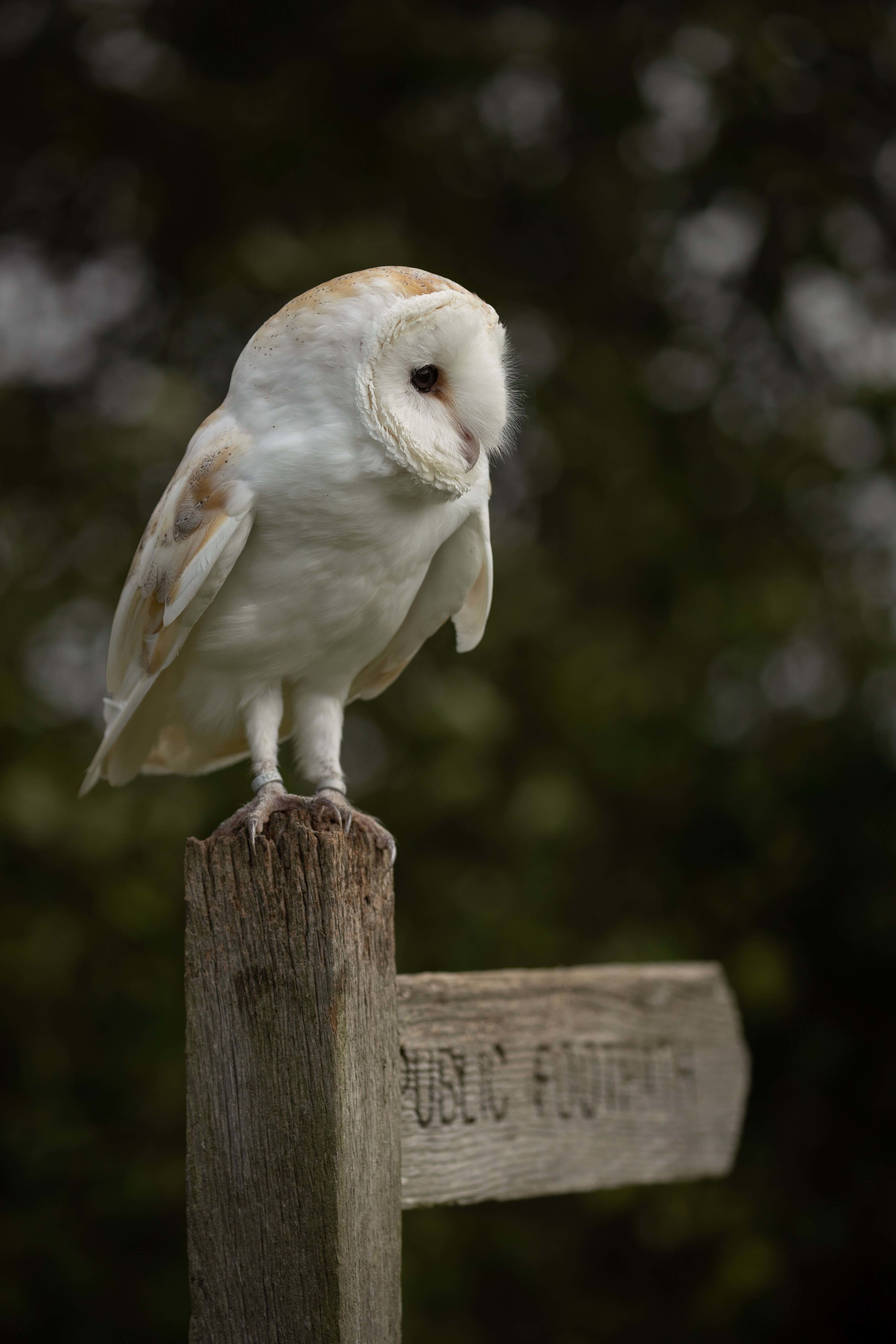 BarnOwl, Birds of prey photography courses Cambridge