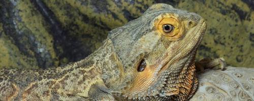 Bearded Dragon 01