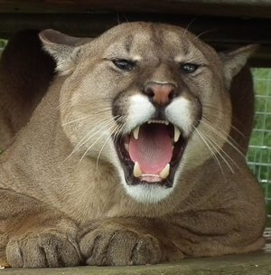 Big Cats Photography at The Cat Survival Trust in Hertfordshire