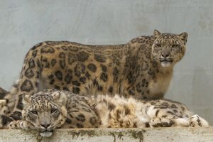 Big Cats Photography at The Cat Survival Trust in Hertfordshire