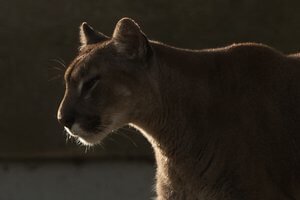 Big Cats Photography at The Cat Survival Trust in Hertfordshire