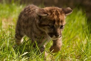 Big Cats Photography at The Cat Survival Trust in Hertfordshire