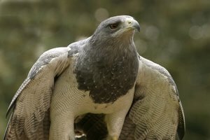 Birds of Prey Photography at the English School of Falconry