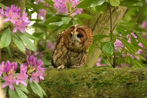 Birds of Prey Photography at the English School of Falconry