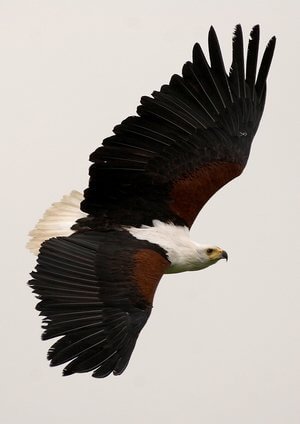 Birds of Prey Photography at the English School of Falconry