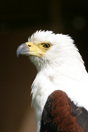Birds of Prey Photography at the English School of Falconry