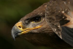 Birds of Prey Photography at the English School of Falconry