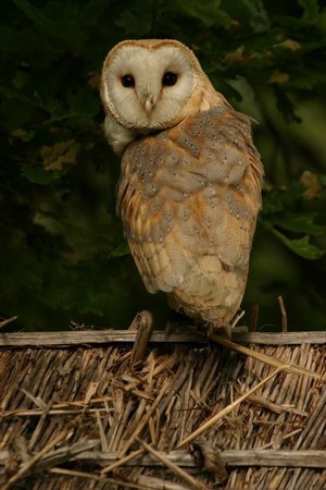 Birds of Prey Photography at the English School of Falconry