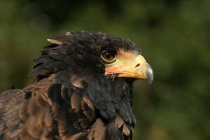 Birds of Prey Photography at the English School of Falconry