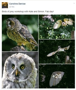 Birds of Prey Photography courses