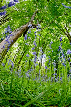 bluebell trees