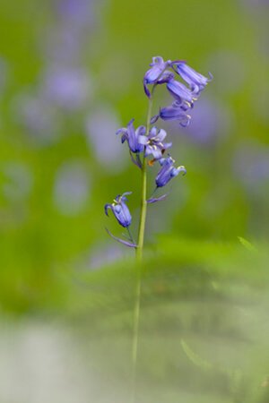 bluebells