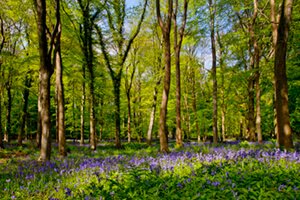 Bluebells