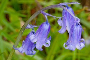 Bluebells