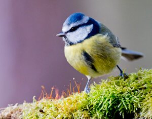 bluetit