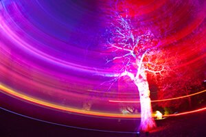 Botanic Night in Garden