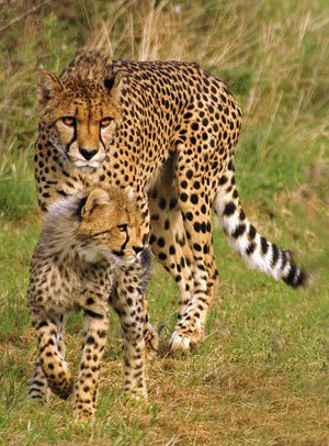 Cheetah and cub