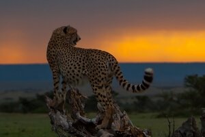 Cheetah in the Masai Mara