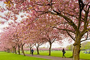 Cherry blossom in The Meadows