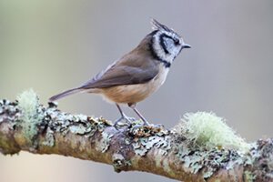 crested tit