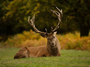 deer wollaton park