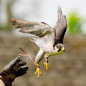 falcon leaving glove
