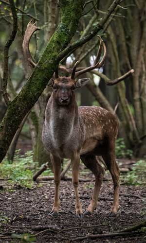 Fallow_Deer_Stag_Dagnam_Park