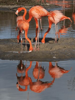 Flamingos