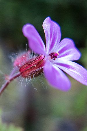 Flower Close-up