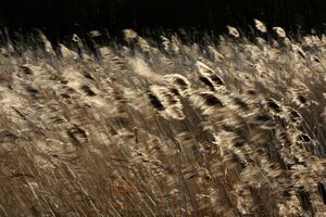 Forest Centre, Marston Vale