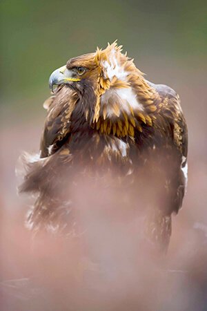 Golden eagle