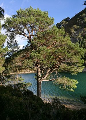 greenlochan