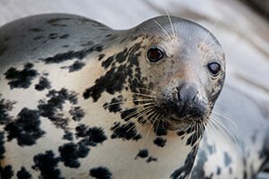 Grey seal scotland