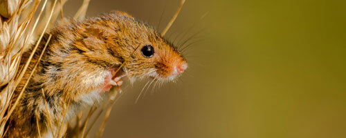 Harvest Mouse