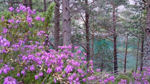 heather and green lochan
