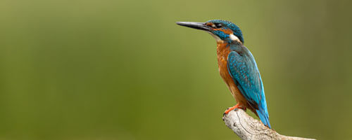 Kingfisher on branch