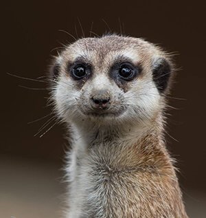 Meerkat