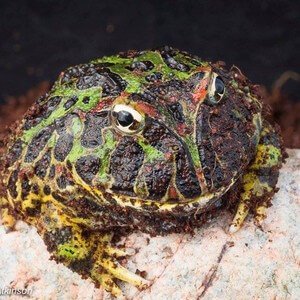 Ornate Horned Frog