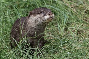 Otter